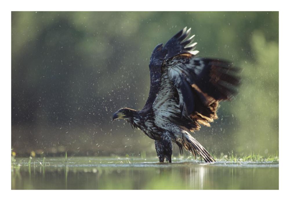 Bald Eagle juvenile bathing in a river, North America-Paper Art-26"x18"