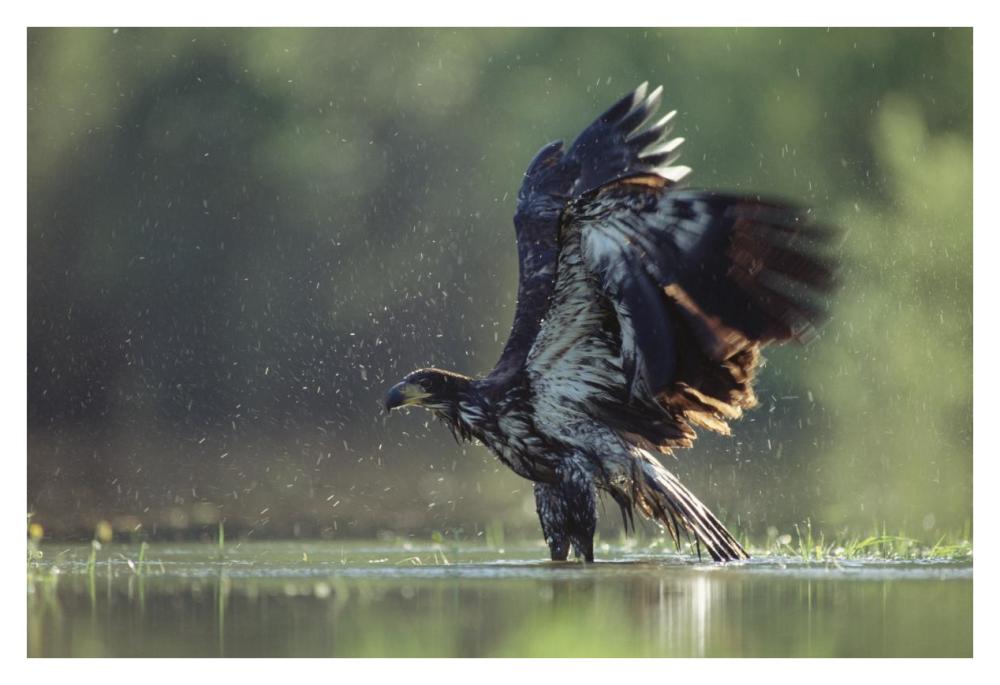 Bald Eagle juvenile bathing in a river, North America-Paper Art-38"x26"