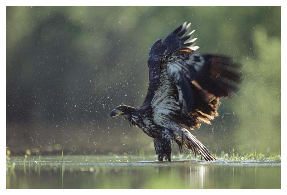Bald Eagle juvenile bathing in a river, North America-Paper Art-50"x34"