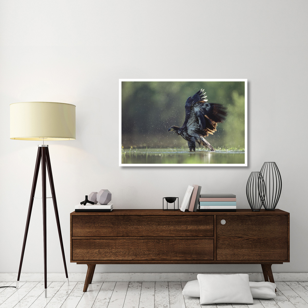 Bald Eagle juvenile bathing in a river, North America-Paper Art-50&quotx34"