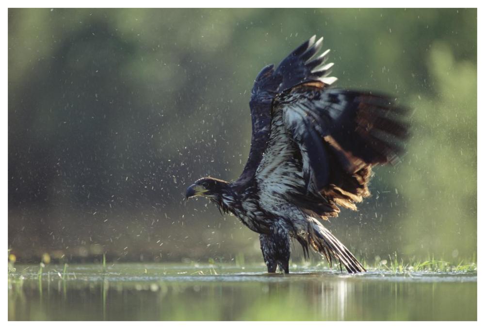 Bald Eagle juvenile bathing in a river, North America-Paper Art-62"x42"