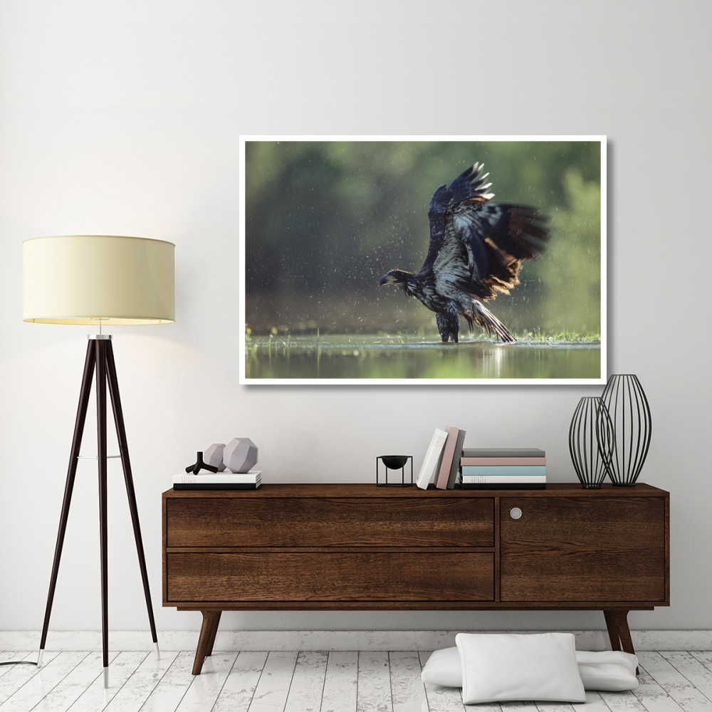 Bald Eagle juvenile bathing in a river, North America-Paper Art-62&quotx42"