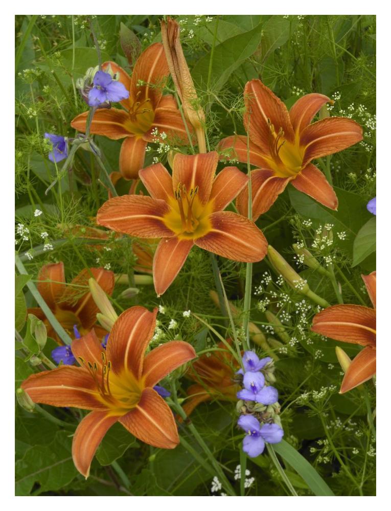 Orange Daylily with Virginia Spiderwort North America-Paper Art-14"x18"