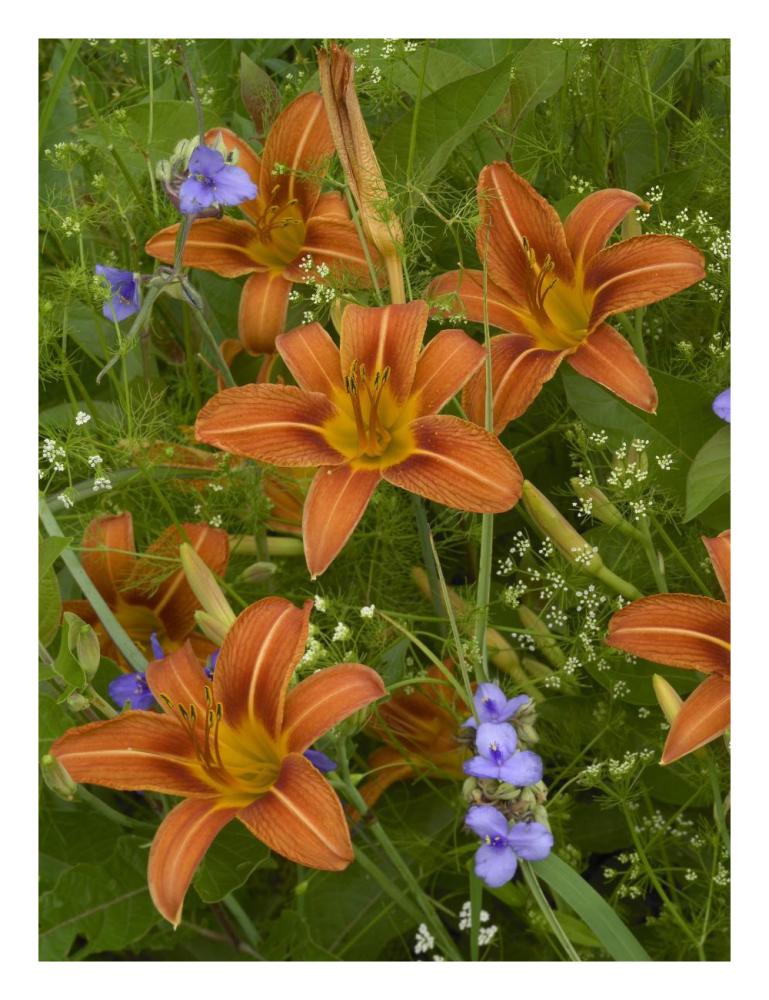 Orange Daylily with Virginia Spiderwort North America-Paper Art-20"x26"