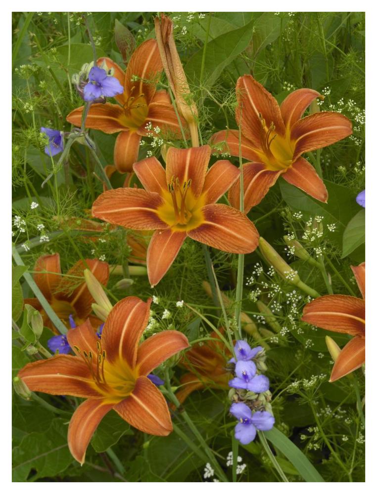 Orange Daylily with Virginia Spiderwort North America-Paper Art-32"x42"