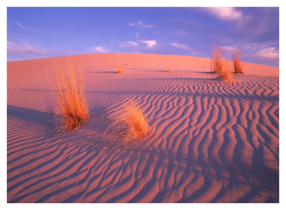 Gypsum dunes, Guadalupe Mountains National Park, Texas-Paper Art-42"x32"