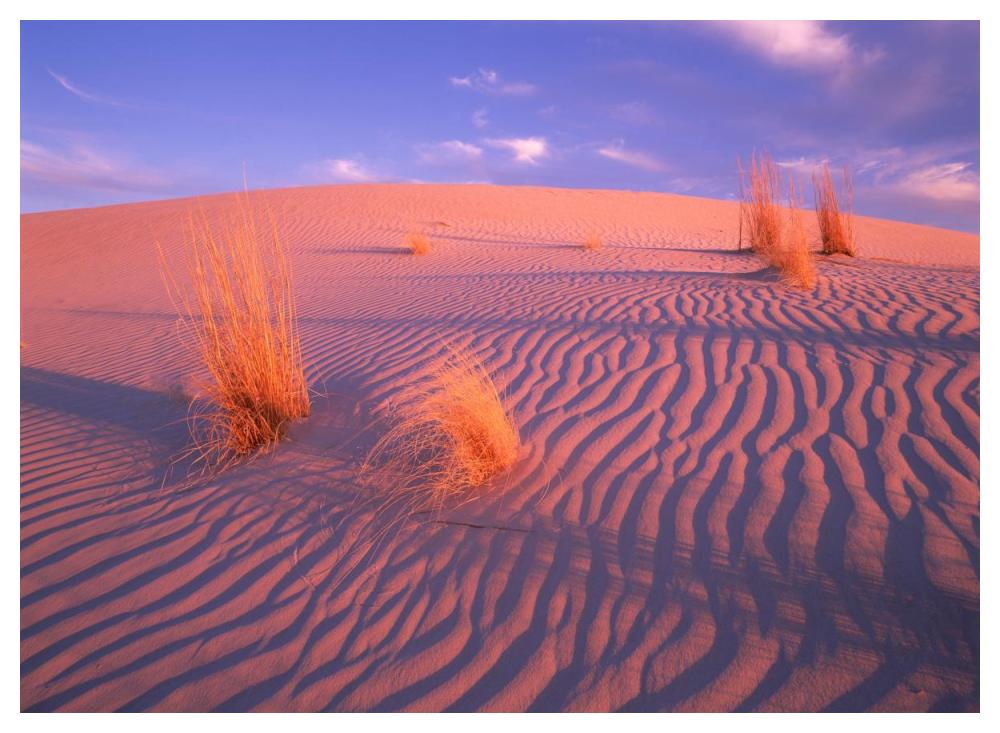 Gypsum dunes, Guadalupe Mountains National Park, Texas-Paper Art-50"x38"