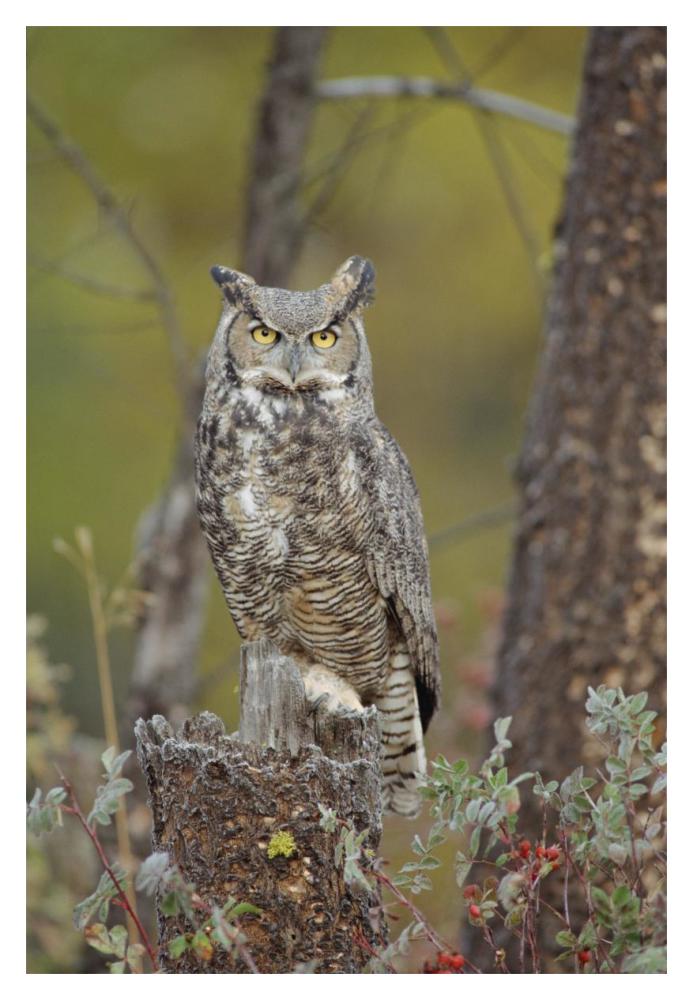 Great Horned Owl adult perching in tree, North America-Paper Art-14"x20"
