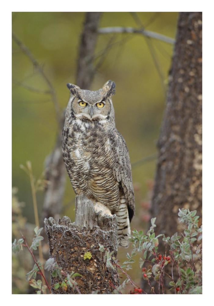 Great Horned Owl adult perching in tree, North America-Paper Art-18"x26"