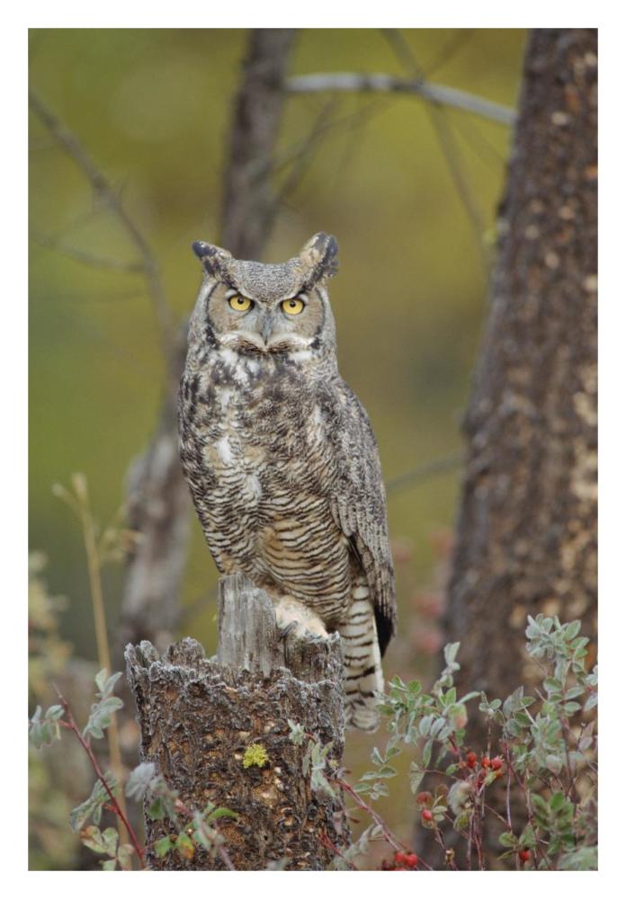 Great Horned Owl adult perching in tree, North America-Paper Art-22"x32"