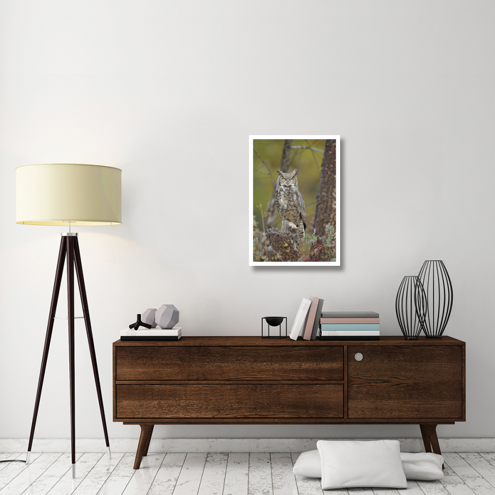 Great Horned Owl adult perching in tree, North America-Paper Art-22&quotx32"