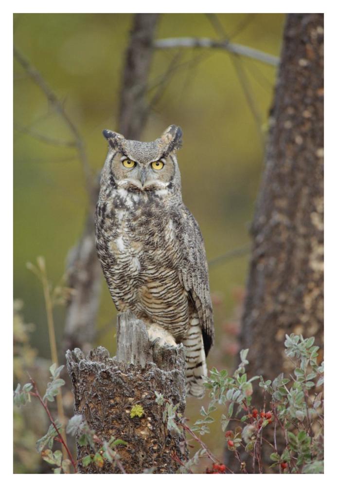 Great Horned Owl adult perching in tree, North America-Paper Art-26"x38"
