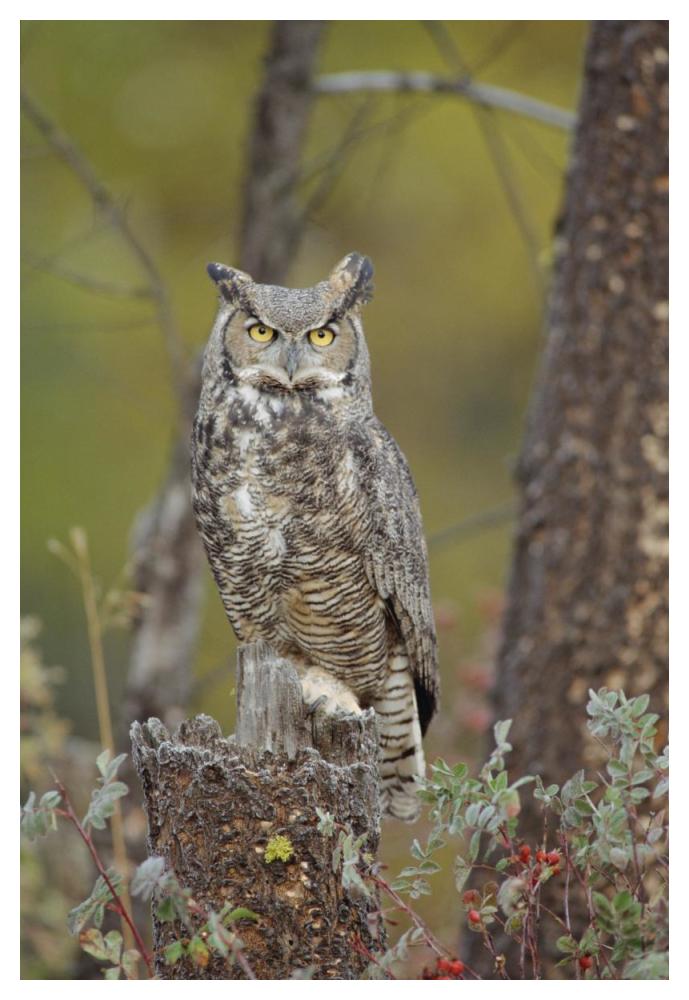 Great Horned Owl adult perching in tree, North America-Paper Art-34"x50"