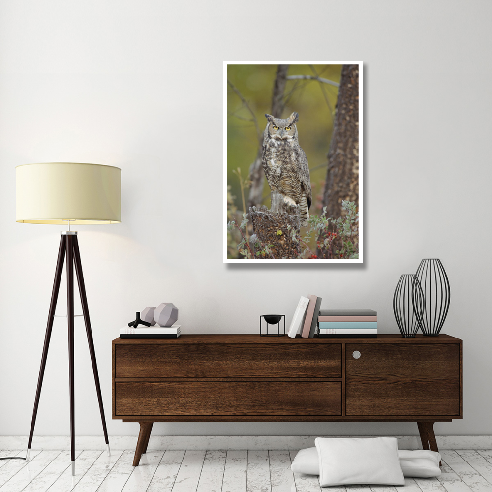 Great Horned Owl adult perching in tree, North America-Paper Art-34&quotx50"