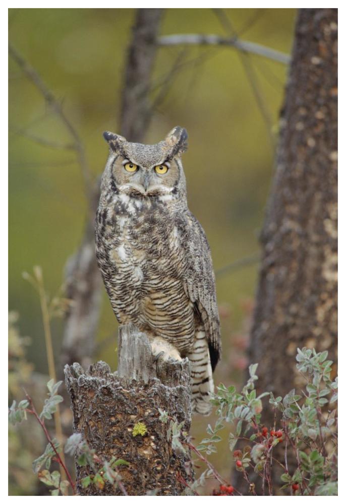 Great Horned Owl adult perching in tree, North America-Paper Art-42"x62"