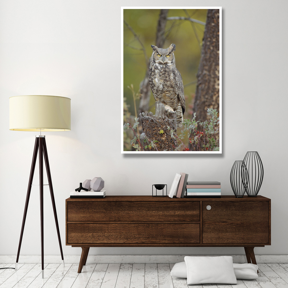 Great Horned Owl adult perching in tree, North America-Paper Art-42&quotx62"