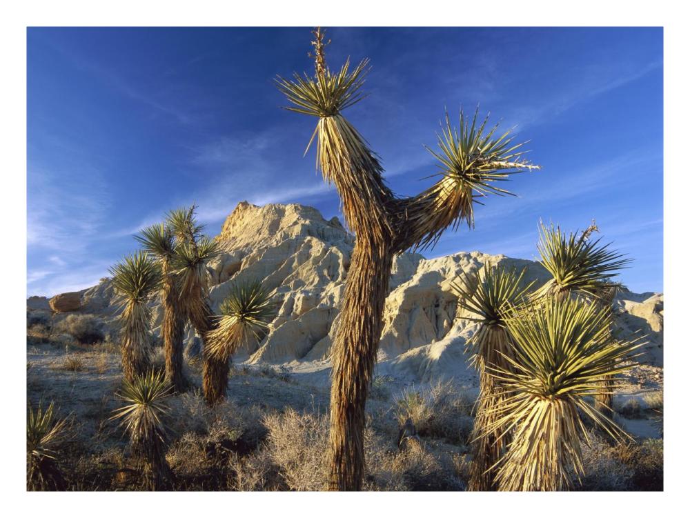 Joshua Trees in Red Rock Canyon State Park, California-Paper Art-26"x20"