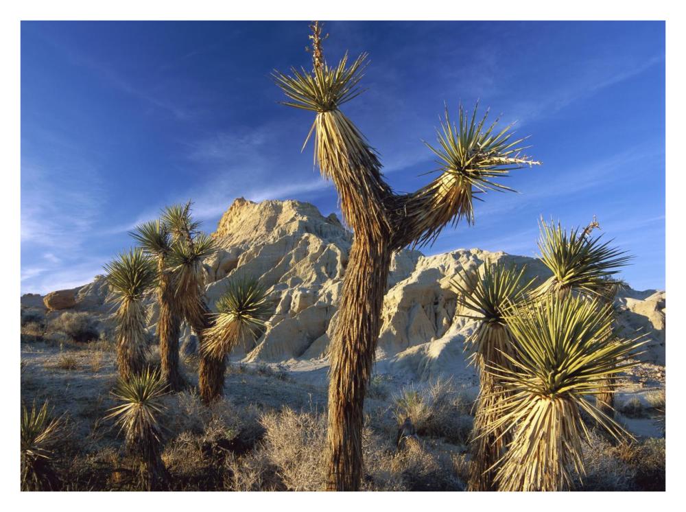 Joshua Trees in Red Rock Canyon State Park, California-Paper Art-34"x26"