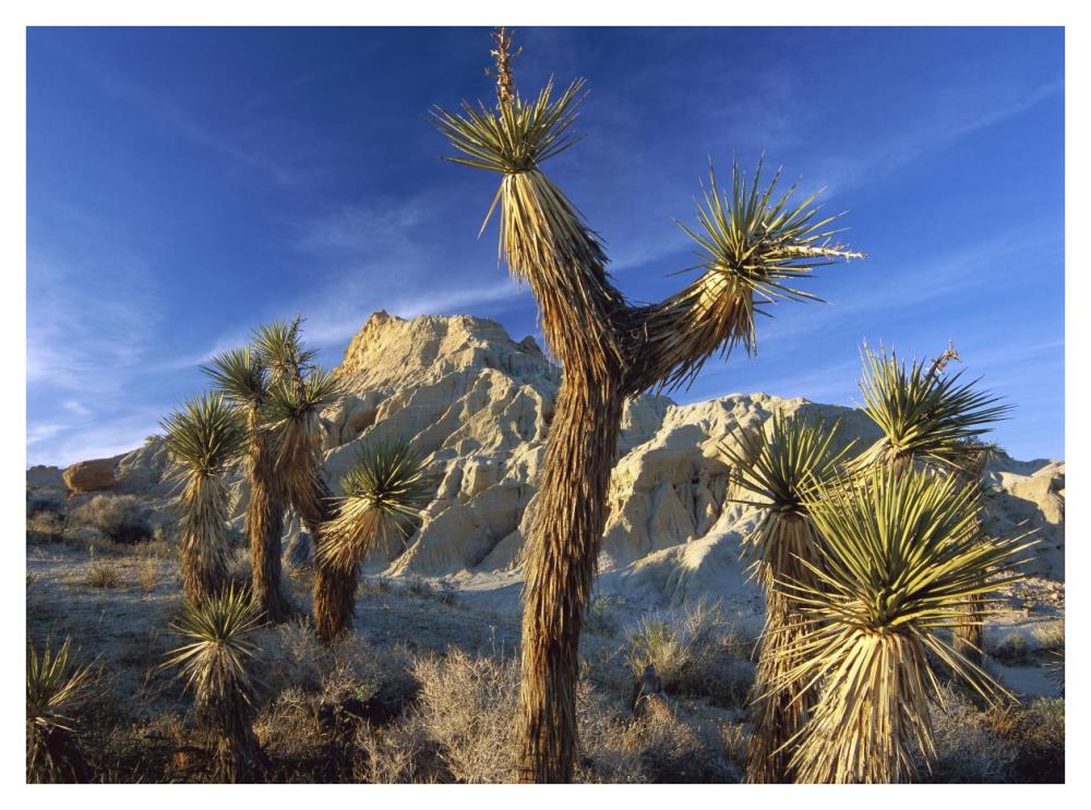 Joshua Trees in Red Rock Canyon State Park, California-Paper Art-42"x32"