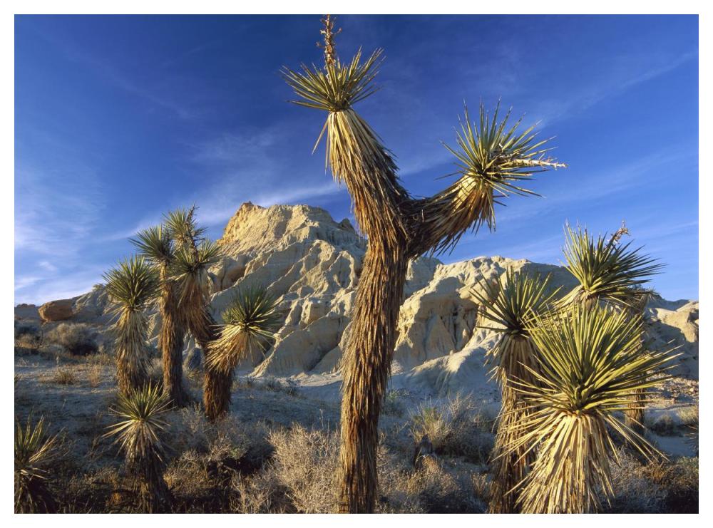Joshua Trees in Red Rock Canyon State Park, California-Paper Art-50"x38"