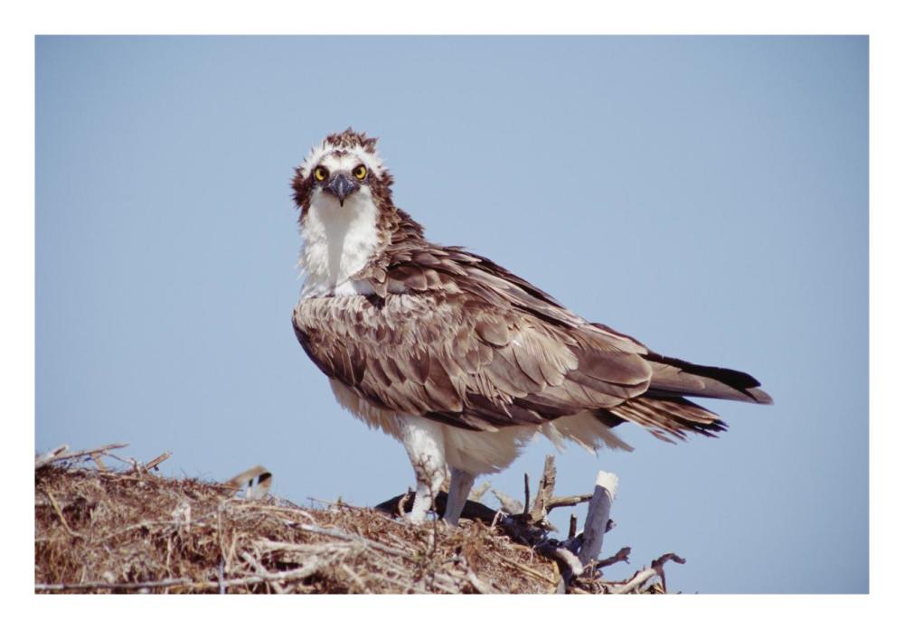 Osprey adult perching on nest, Baja California, Mexico-Paper Art-26"x18"