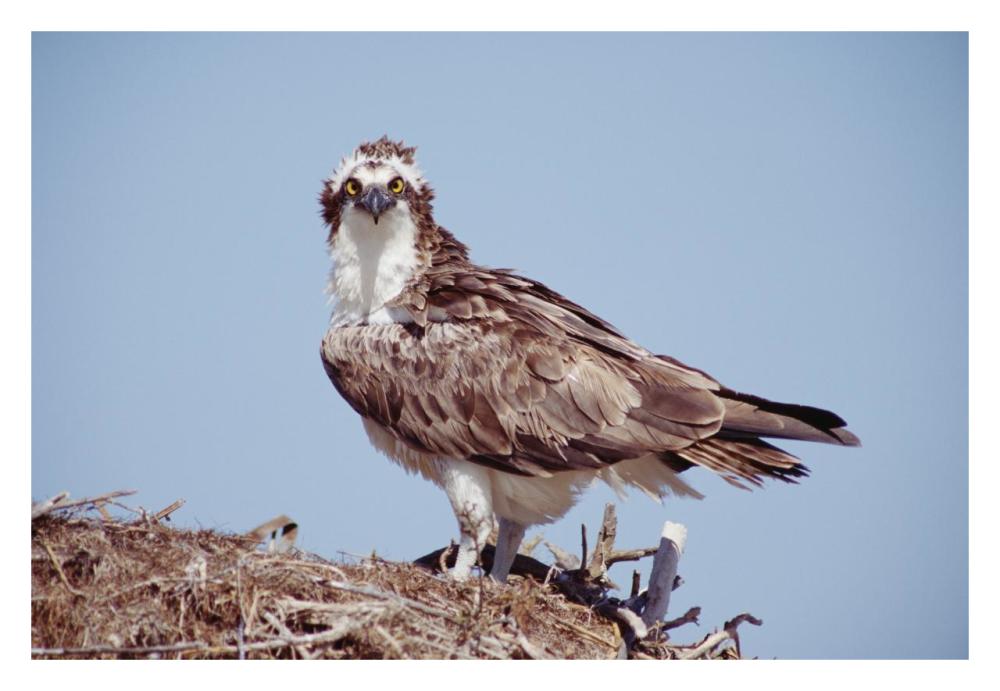 Osprey adult perching on nest, Baja California, Mexico-Paper Art-32"x22"