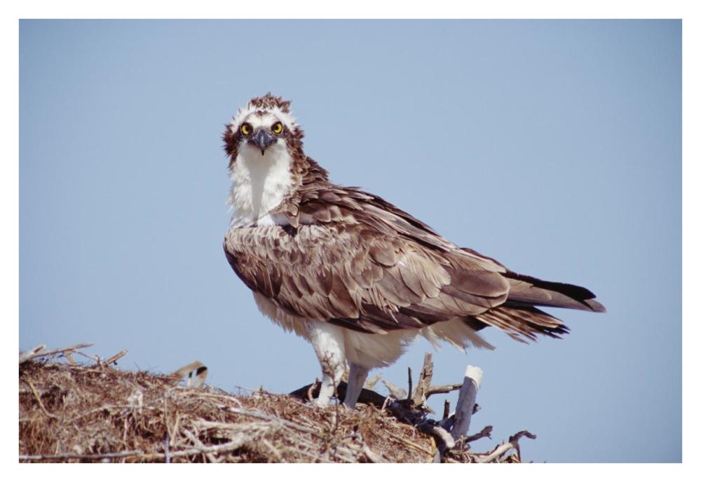 Osprey adult perching on nest, Baja California, Mexico-Paper Art-38"x26"