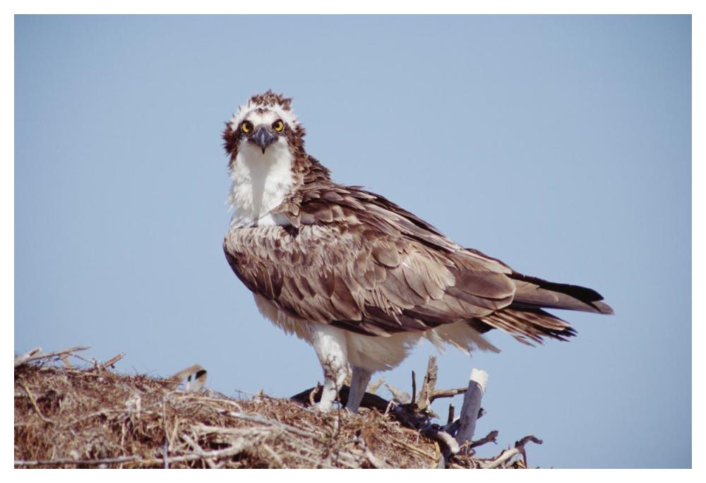 Osprey adult perching on nest, Baja California, Mexico-Paper Art-50"x34"