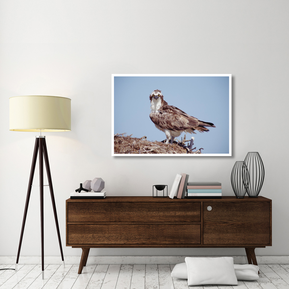 Osprey adult perching on nest, Baja California, Mexico-Paper Art-50&quotx34"