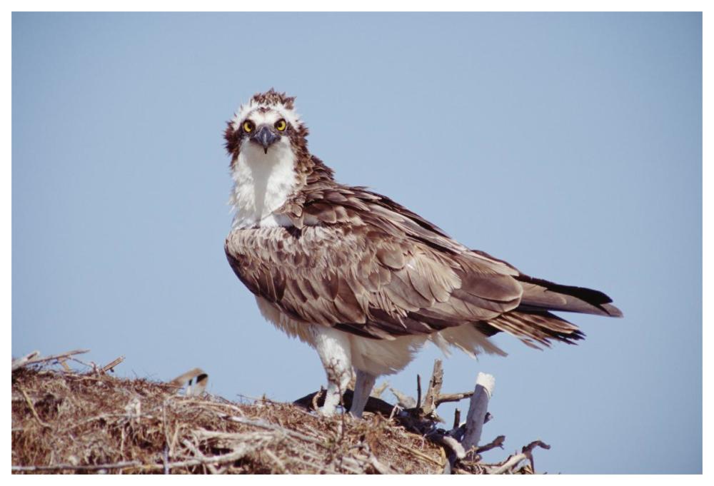 Osprey adult perching on nest, Baja California, Mexico-Paper Art-62"x42"
