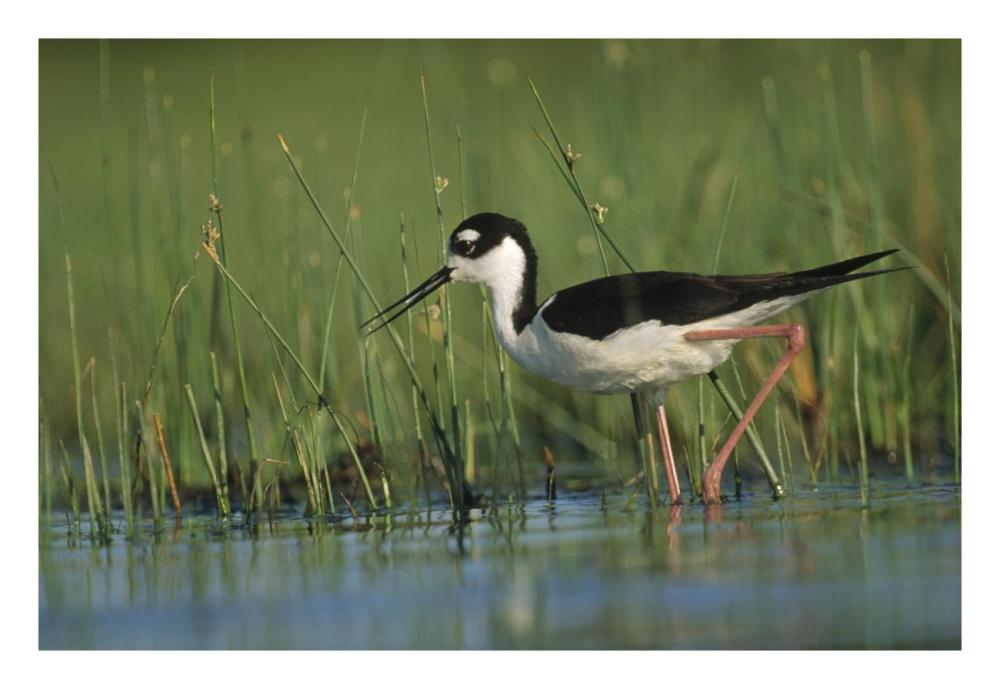Black-necked Stilt wading through reeds, North America-Paper Art-26"x18"