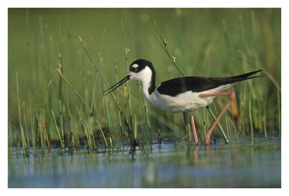 Black-necked Stilt wading through reeds, North America-Paper Art-38"x26"