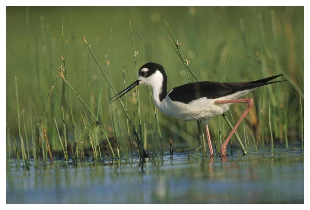 Black-necked Stilt wading through reeds, North America-Paper Art-50"x34"
