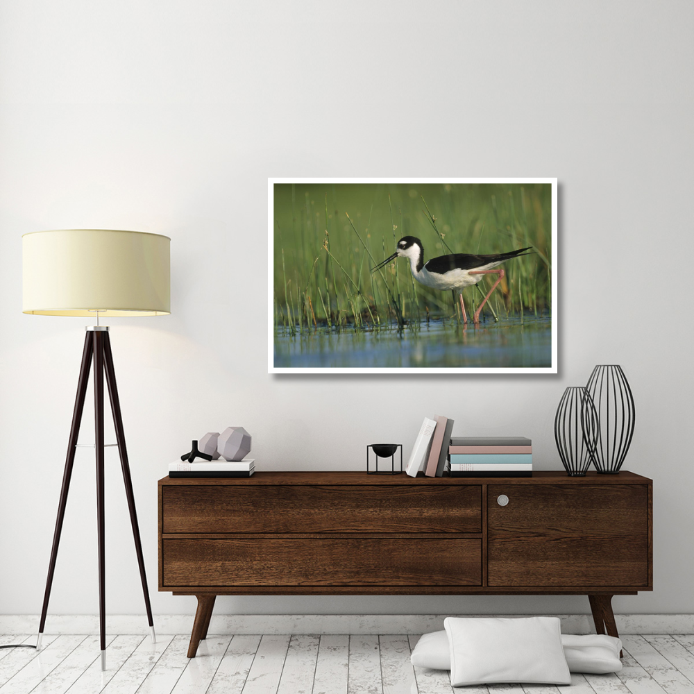 Black-necked Stilt wading through reeds, North America-Paper Art-50&quotx34"