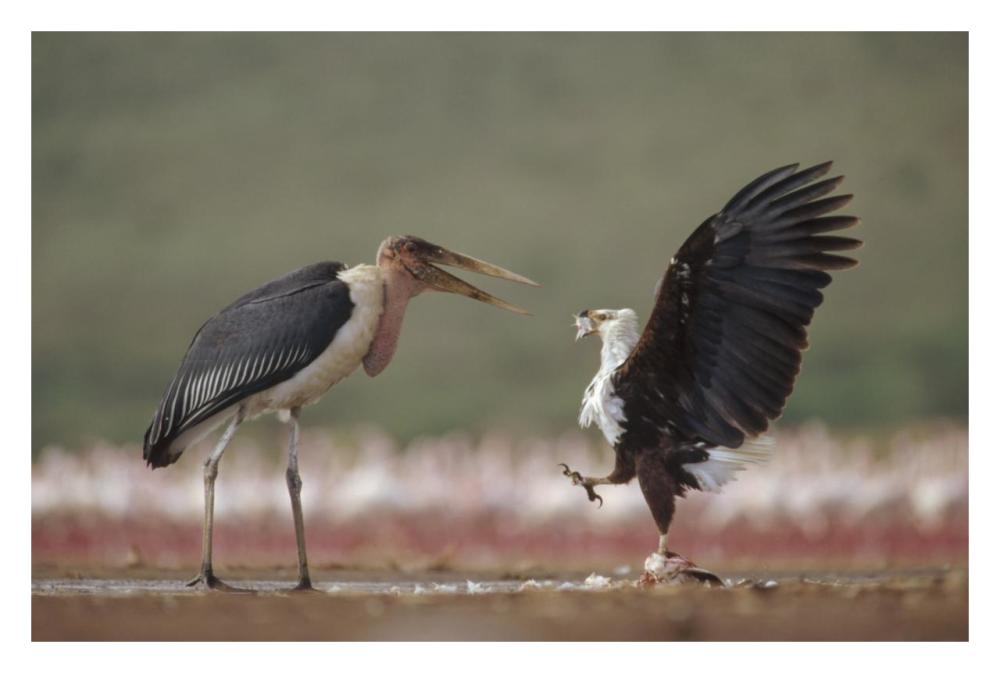 African Fish Eagle quarreling with Marabou Stork Kenya-Paper Art-32"x22"