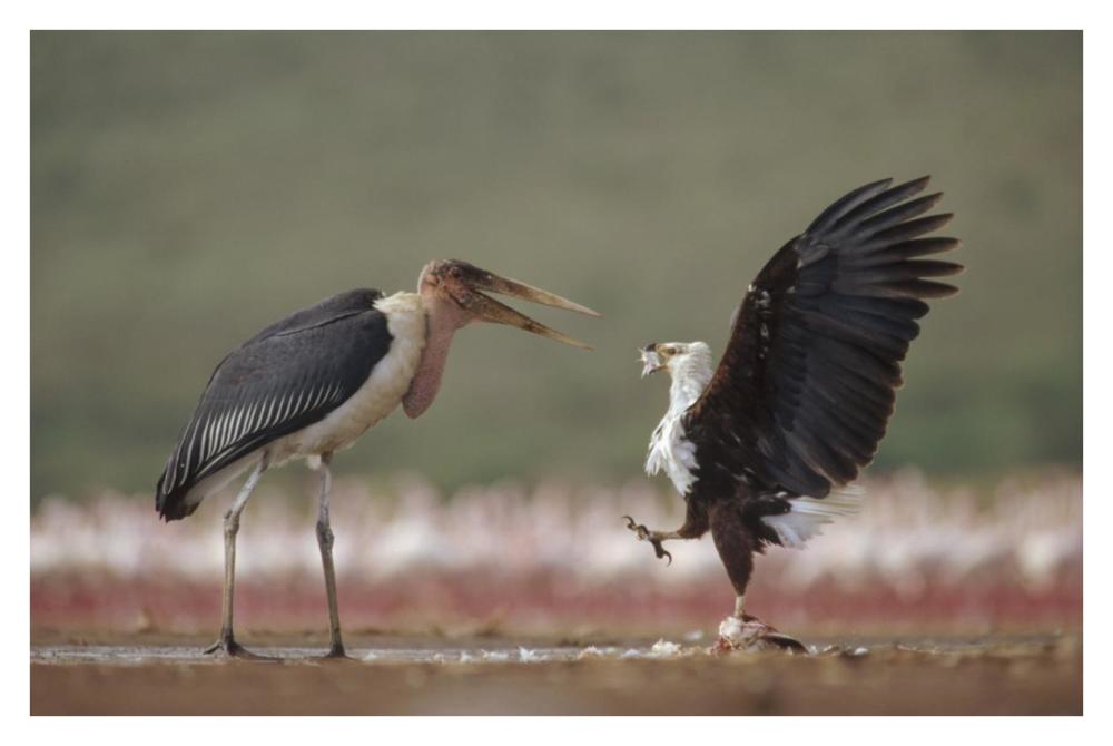 African Fish Eagle quarreling with Marabou Stork Kenya-Paper Art-38"x26"