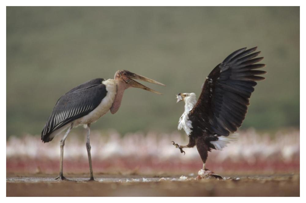African Fish Eagle quarreling with Marabou Stork Kenya-Paper Art-50"x34"