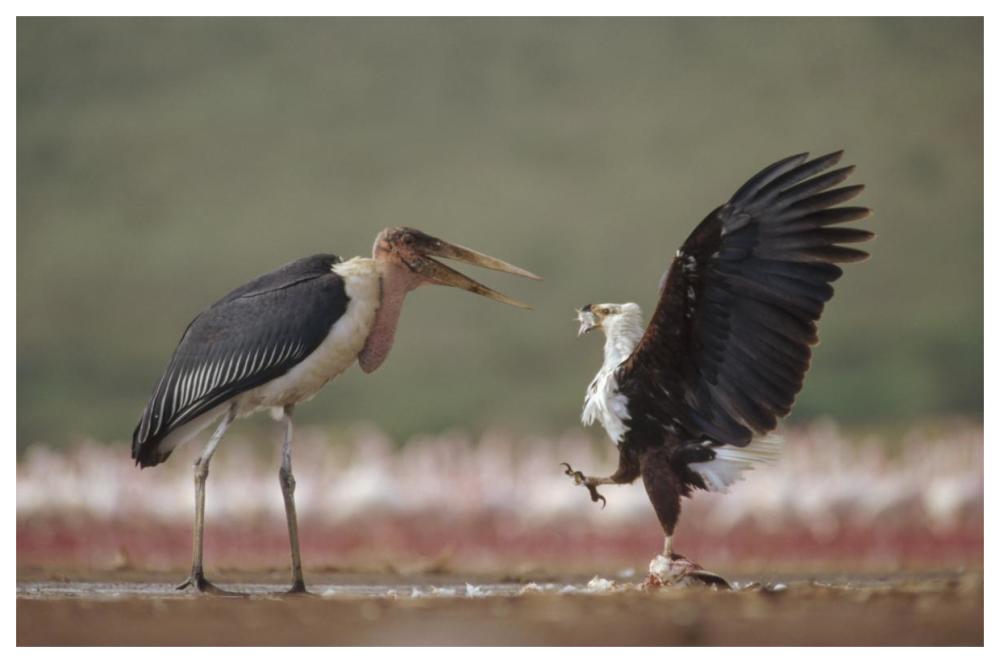 African Fish Eagle quarreling with Marabou Stork Kenya-Paper Art-62"x42"