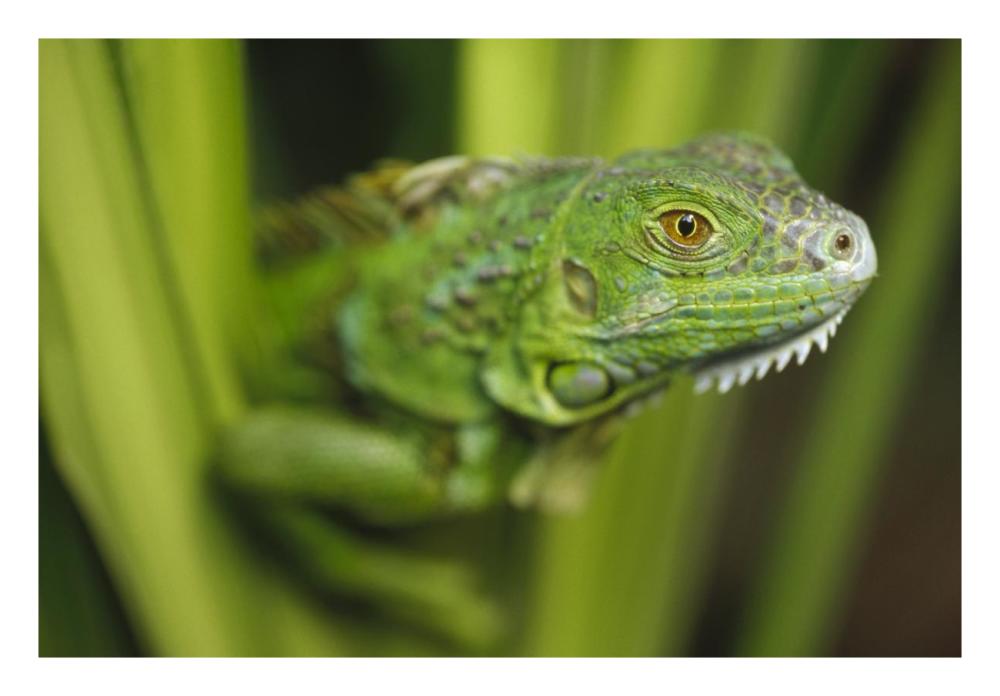 Green Iguana amid green leaves, Roatan Island, Honduras-Paper Art-26"x18"