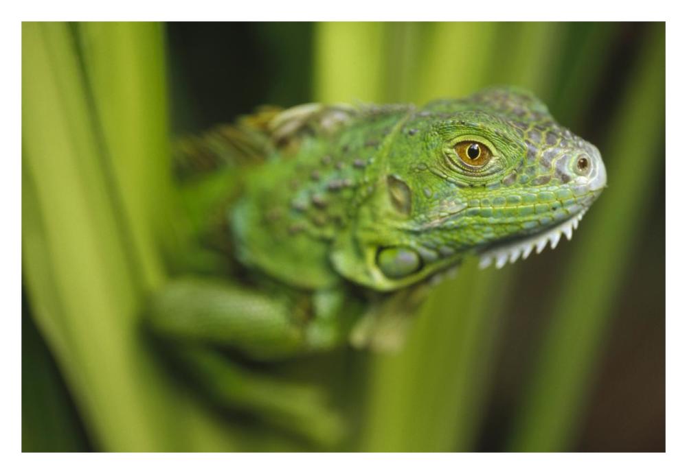 Green Iguana amid green leaves, Roatan Island, Honduras-Paper Art-32"x22"