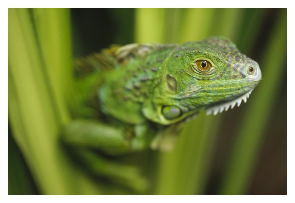 Green Iguana amid green leaves, Roatan Island, Honduras-Paper Art-38"x26"