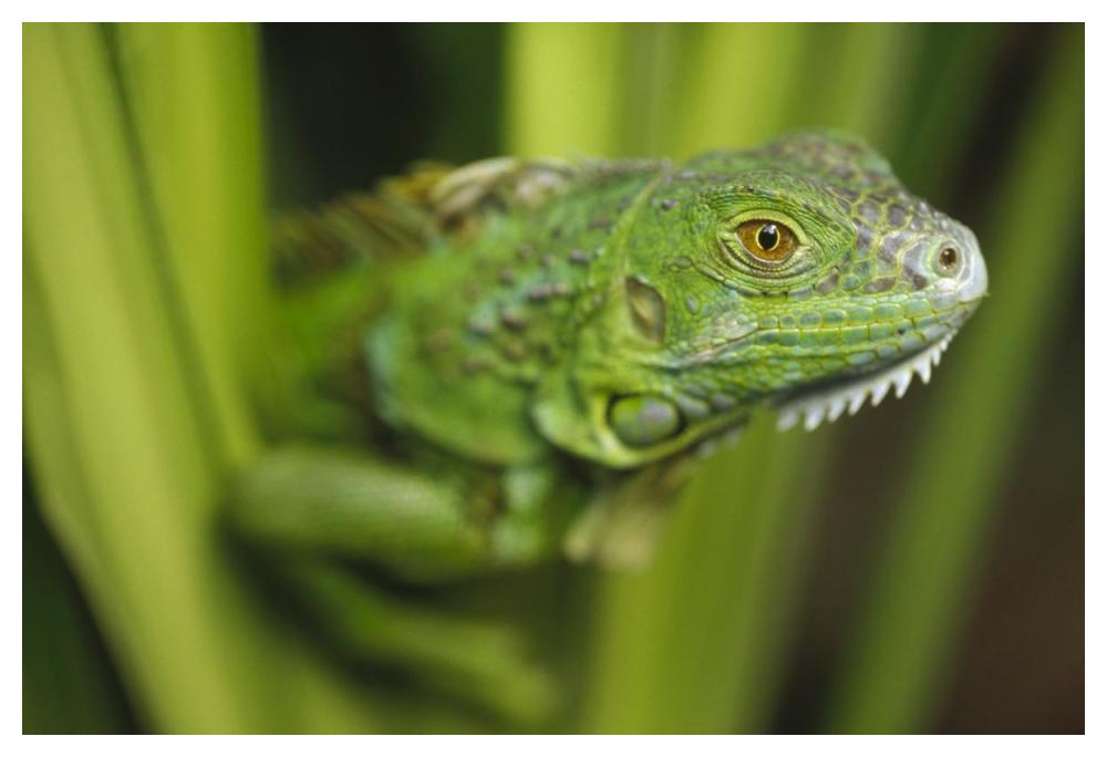 Green Iguana amid green leaves, Roatan Island, Honduras-Paper Art-50"x34"