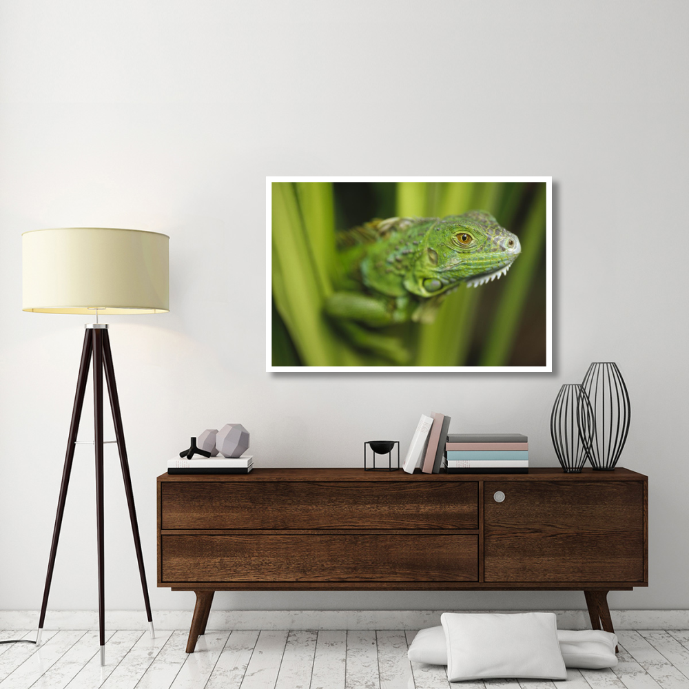 Green Iguana amid green leaves, Roatan Island, Honduras-Paper Art-50&quotx34"