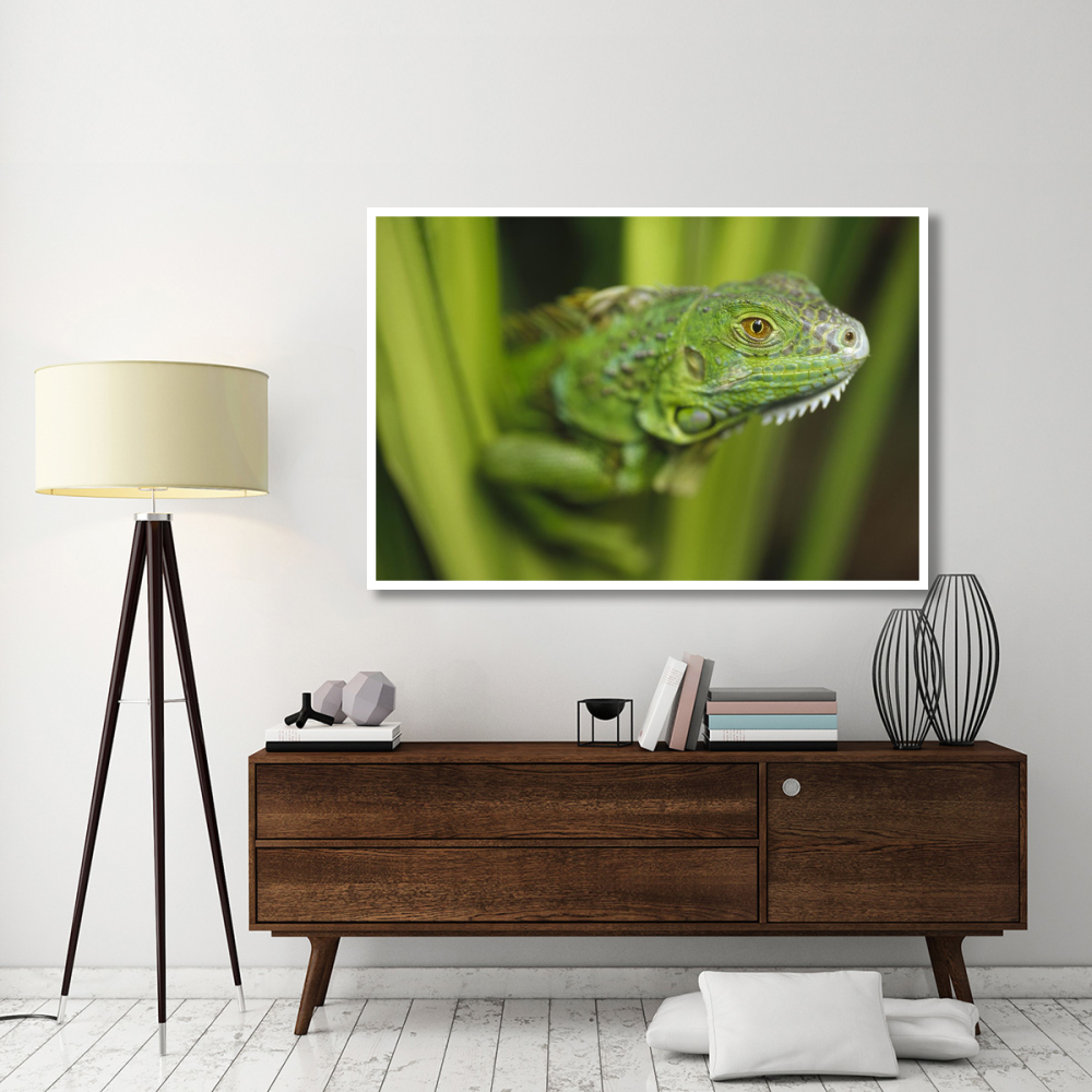 Green Iguana amid green leaves, Roatan Island, Honduras-Paper Art-62&quotx42"