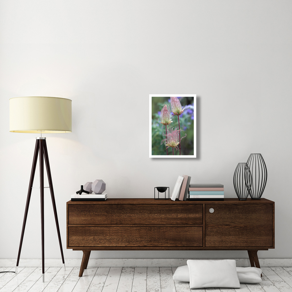 Prairie Smoke Okanagan Valley, British Columbia, Canada-Paper Art-20&quotx26"