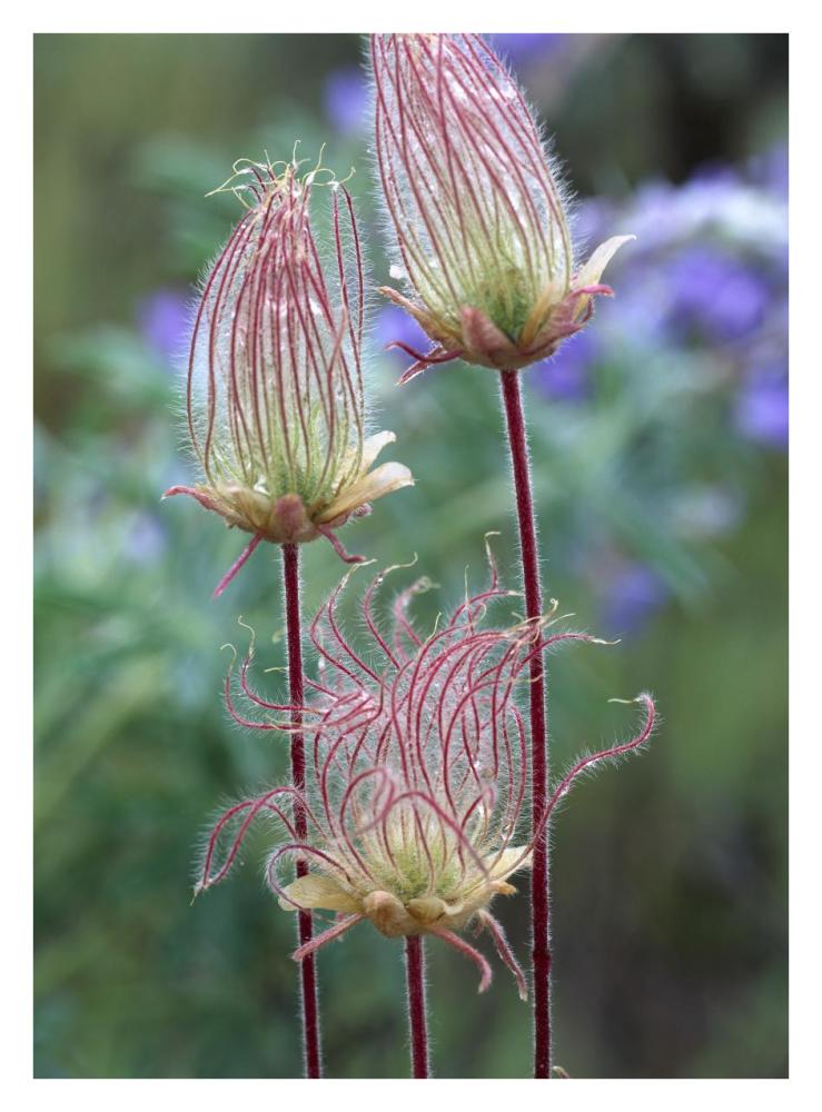 Prairie Smoke Okanagan Valley, British Columbia, Canada-Paper Art-26"x34"