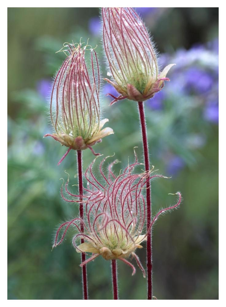 Prairie Smoke Okanagan Valley, British Columbia, Canada-Paper Art-32"x42"