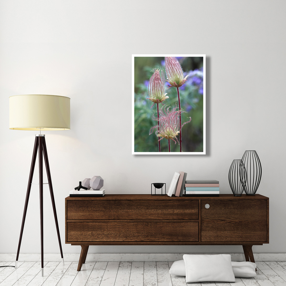 Prairie Smoke Okanagan Valley, British Columbia, Canada-Paper Art-32&quotx42"
