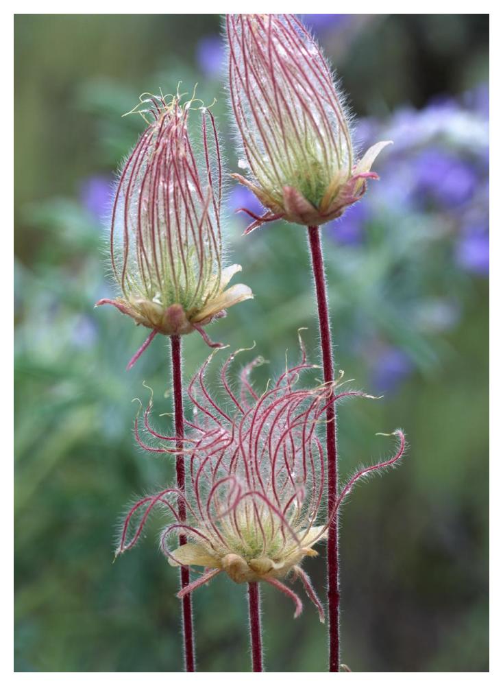 Prairie Smoke Okanagan Valley, British Columbia, Canada-Paper Art-38"x50"