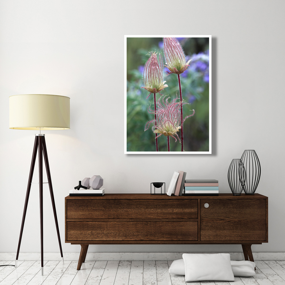 Prairie Smoke Okanagan Valley, British Columbia, Canada-Paper Art-38&quotx50"